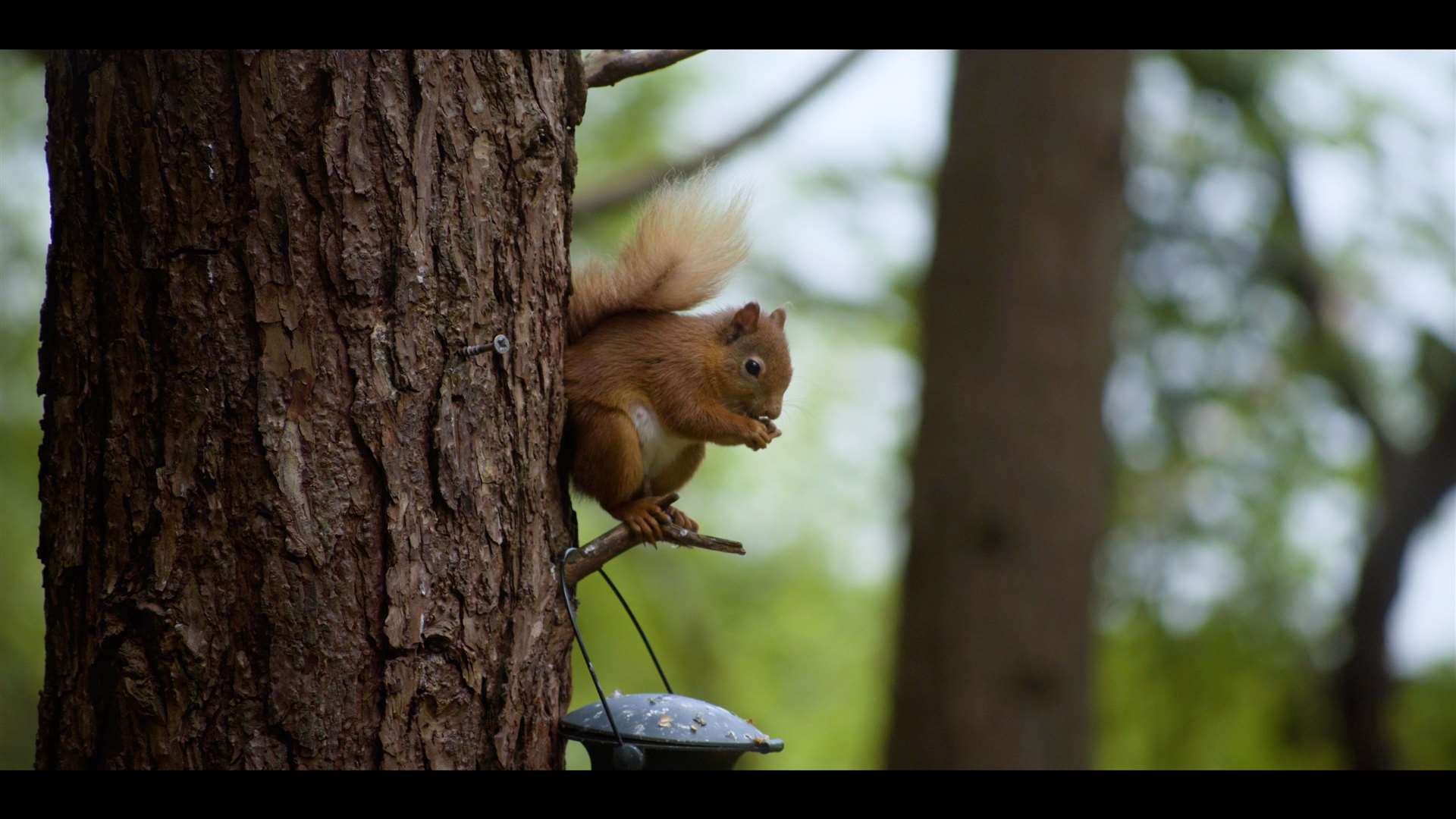 Squirrel on Bennachie. Picture: Alex Thomson