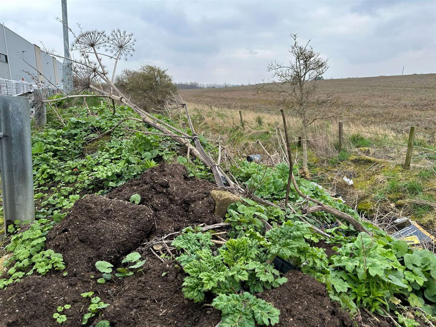 Giant Hogweed has been found growing much earlier than expected across the whole of Scotland - these examples were spotted in Musselburgh