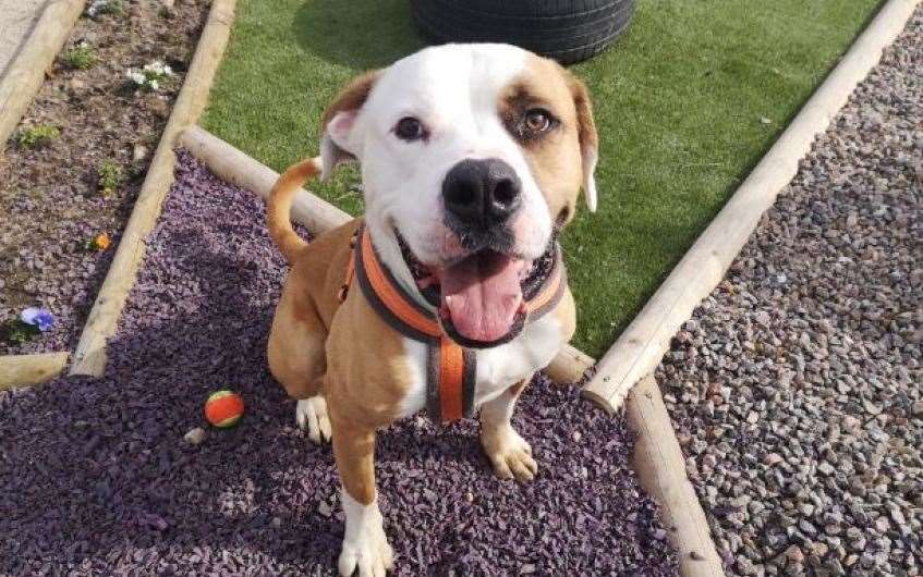 American bulldog Marley needs an experienced owner to help him develop.