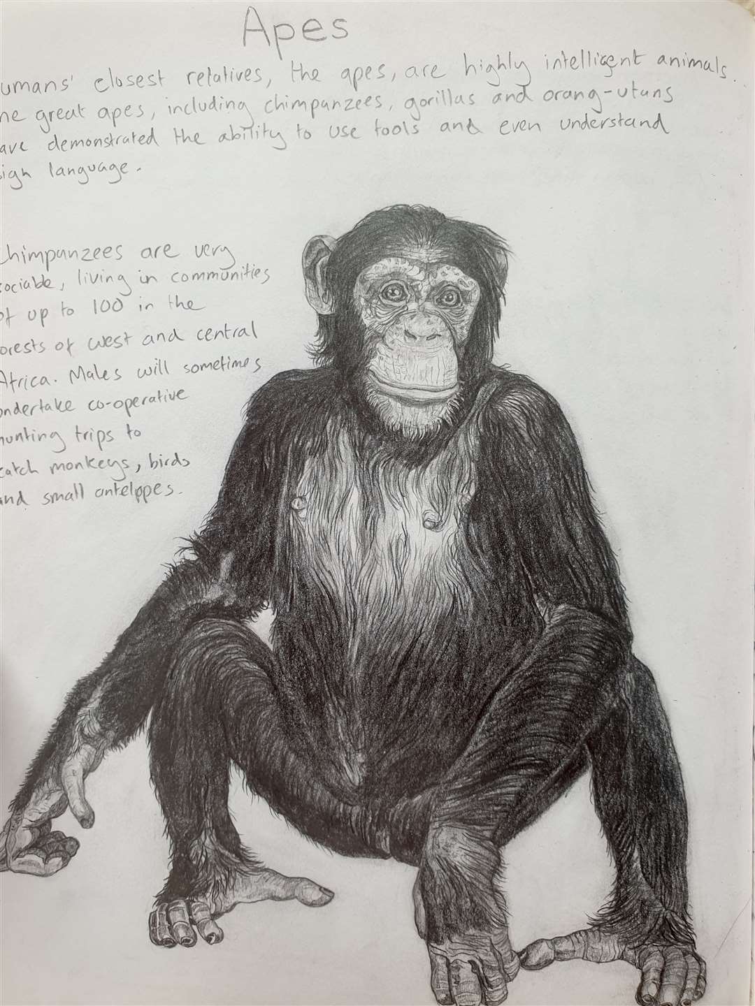 Mr Gabbatiss’s final drawing was a chimpanzee (Josh Gabbatiss/PA)