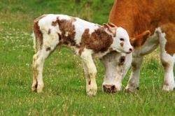 Never come between a mother and her calf.