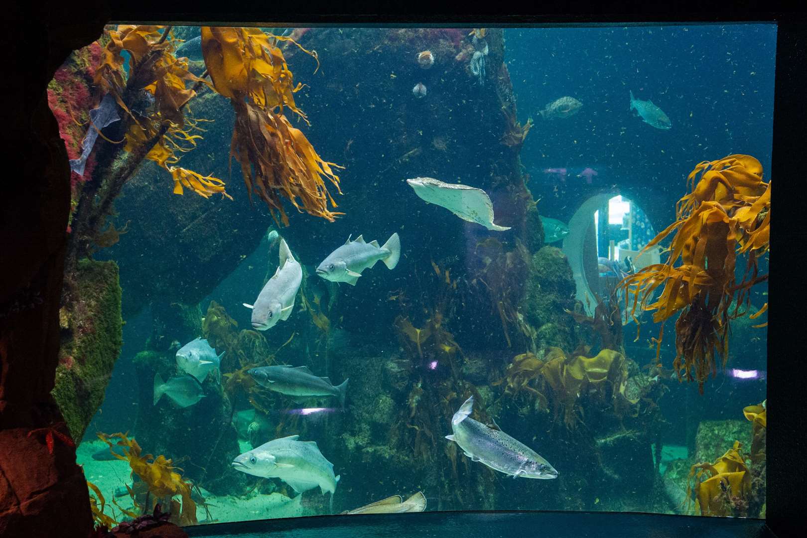 Macduff Marine Aquarium ...Picture: Daniel Forsyth..