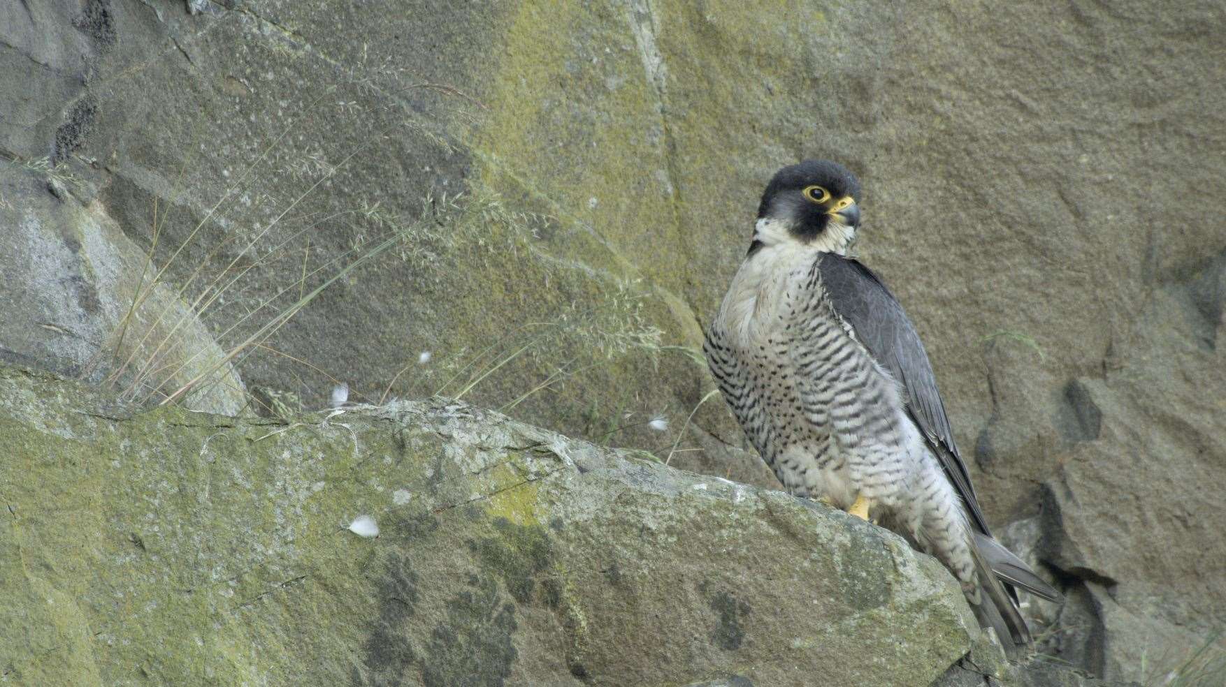 Scotland The New Wild: Animals in focus incude,the peregrine falcon