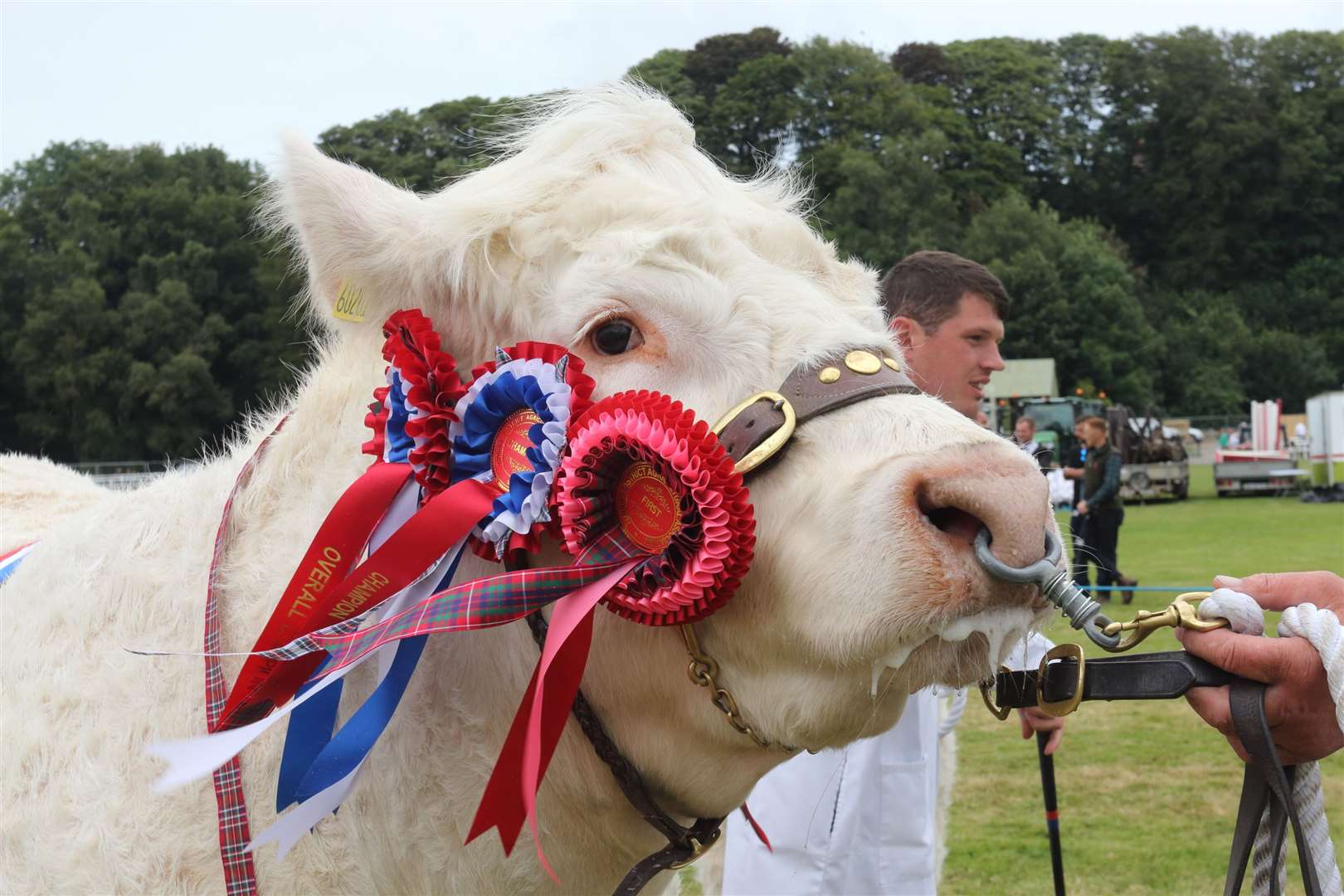Newlogie Royaleclipse, champion of champions at Turriff Show. Picture: David Porter