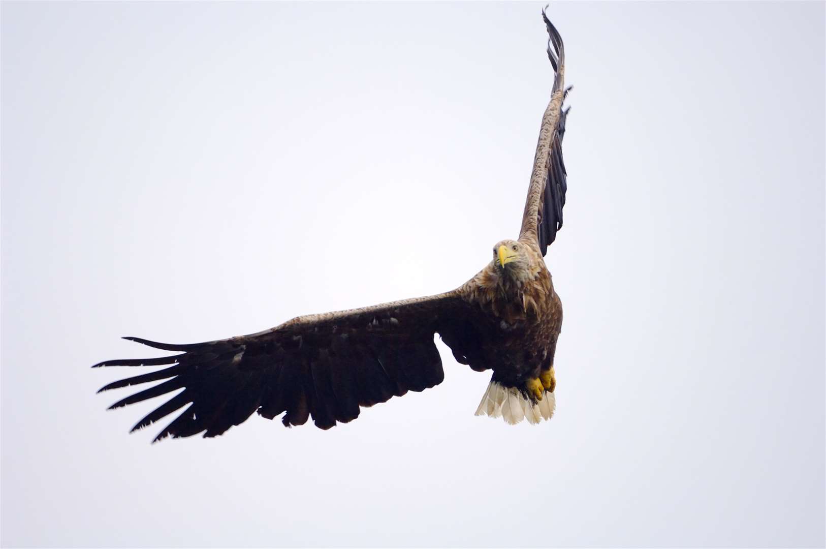 Sea eagles were reintroduced to Scotland in the 1970s (Lorne Gill/NatureScot/PA)