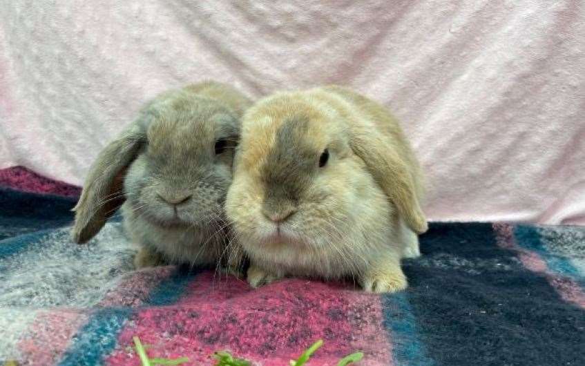 Terri and Tilly are the Scottish SPCA's longest rabbit residents. Picture: Scottish SPCA