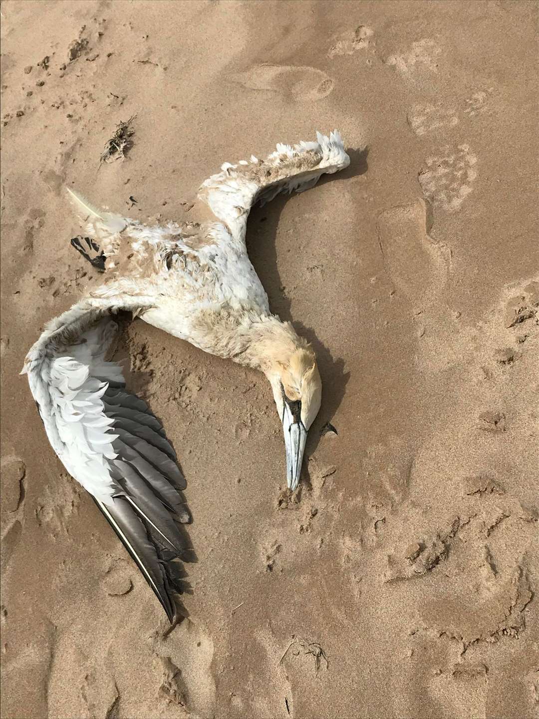 Dead seas birds continuet to be found on Aberdeenshire and Moray coastlines - this Gannet was found at Cullen. Picture: David Porter