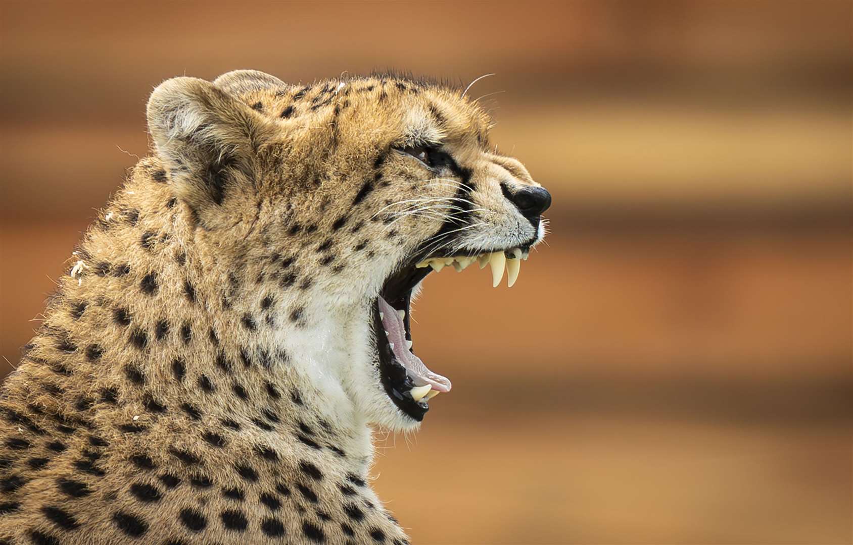 Cheetah Darcy showing her teeth at Yorkshire Wildlife Park (Danny Lawson/PA)