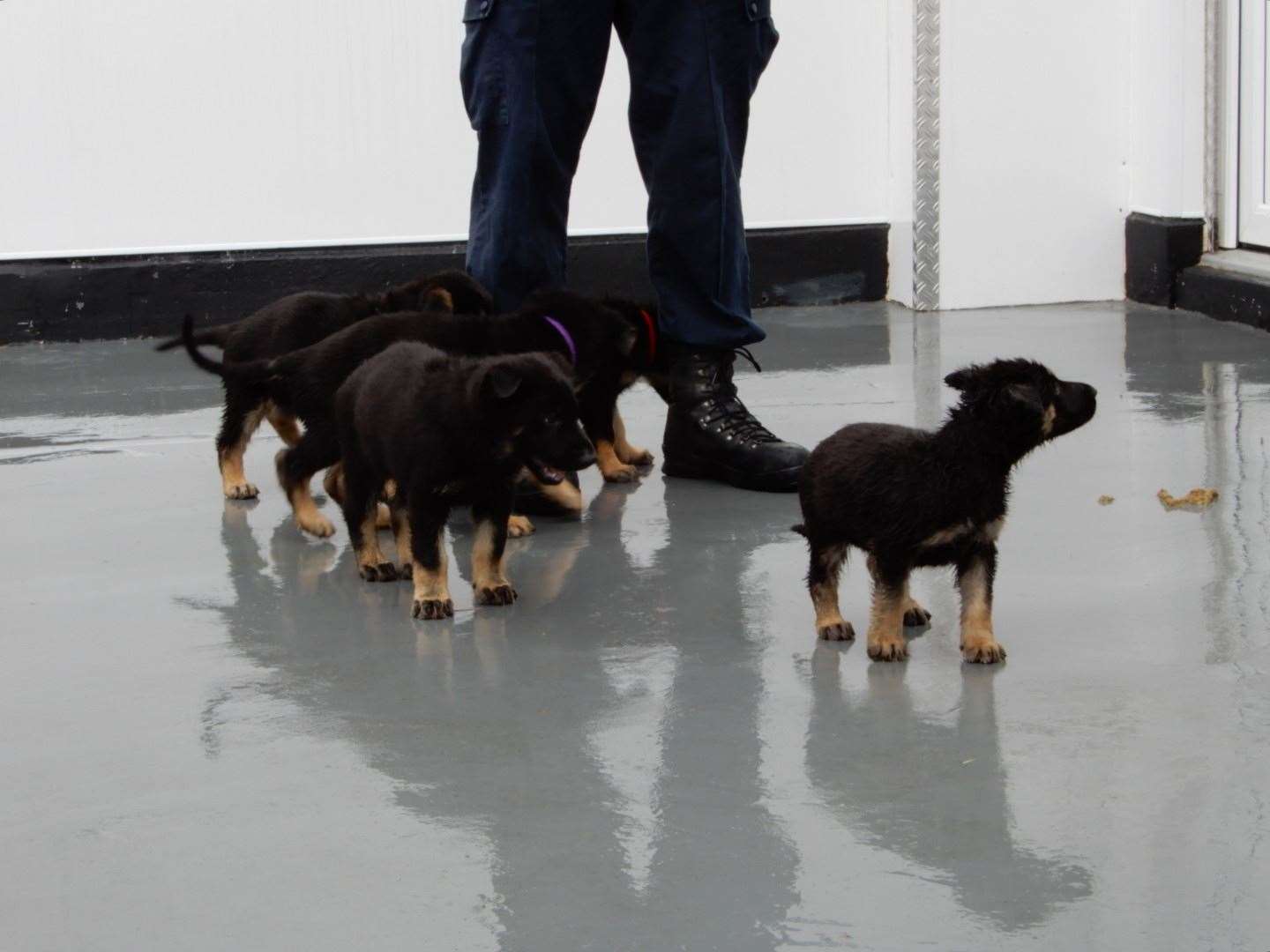 The puppies will be trained before being allowed on the beat (Met Police/PA)