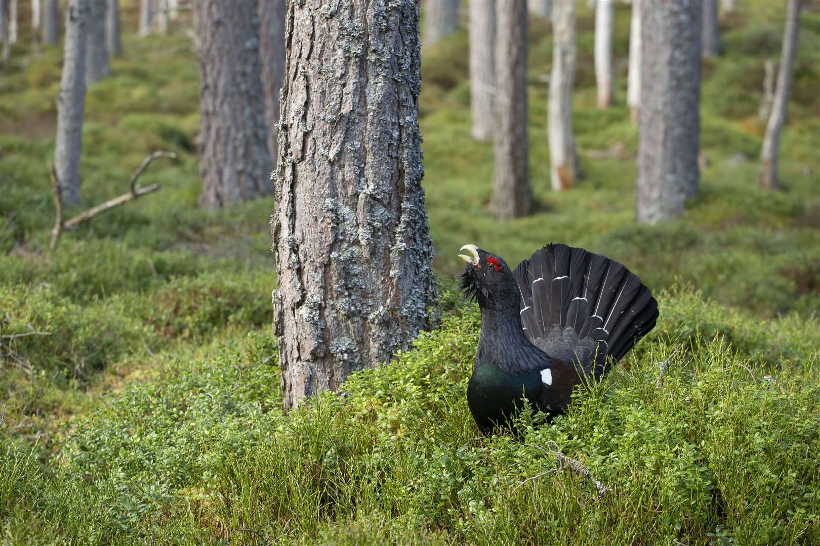 A male capercaillie putting on a display in Cairngorms National Park.. Photo: Mark Hamblin