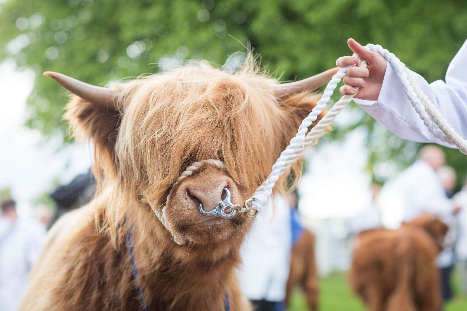The Royal Highland Show has been called off for 2021