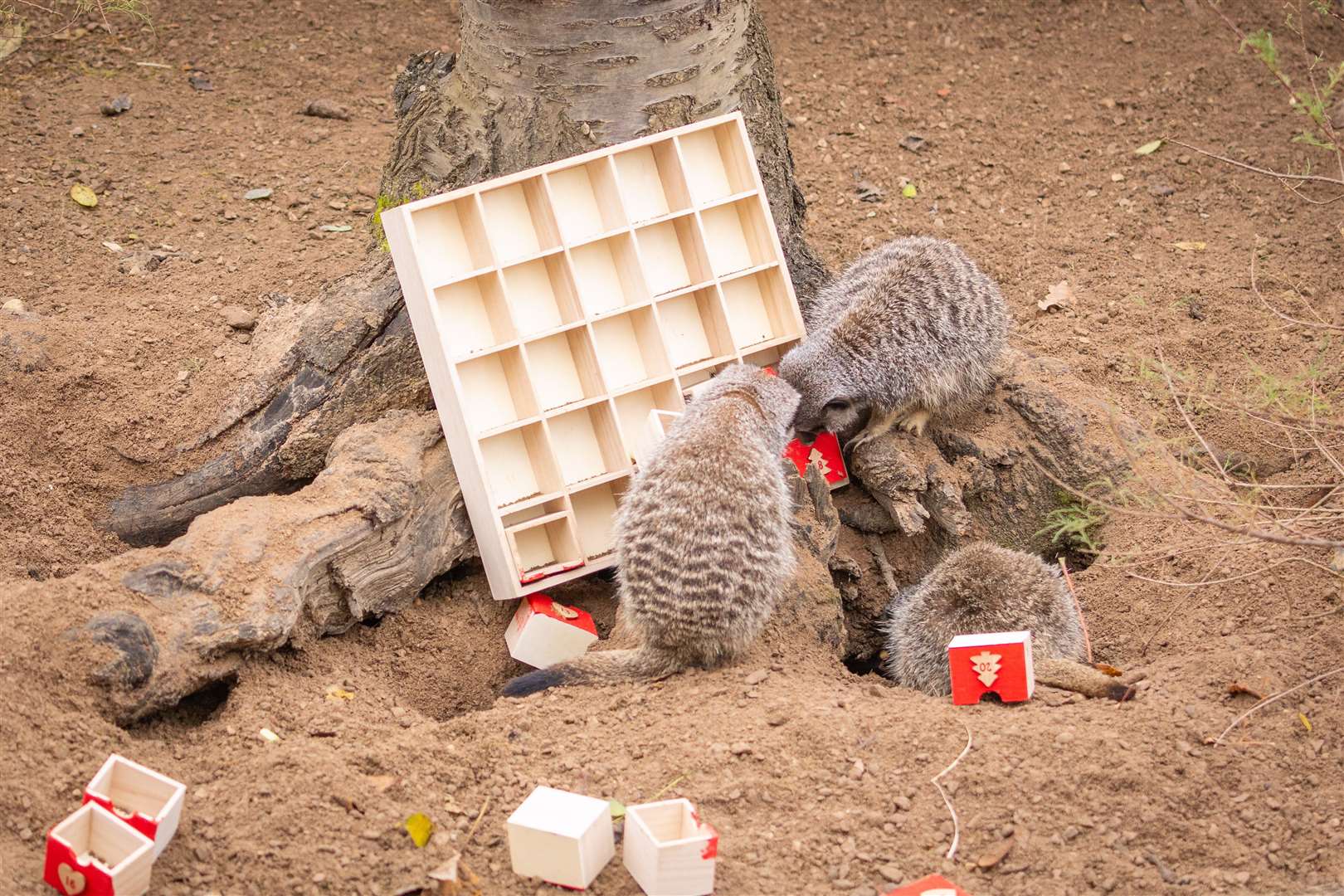 The mischievous mob ignored the tradition of opening only a single door a day and instead tore into their unique gift. (ZSL London Zoo/PA)