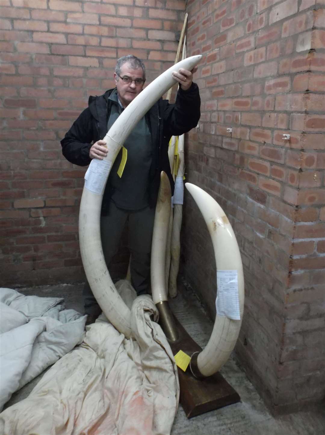 Andy McWilliam, of the National Wildlife Crime Unit, with elephant tusks that Halstead acquired (Lancashire Police/PA)