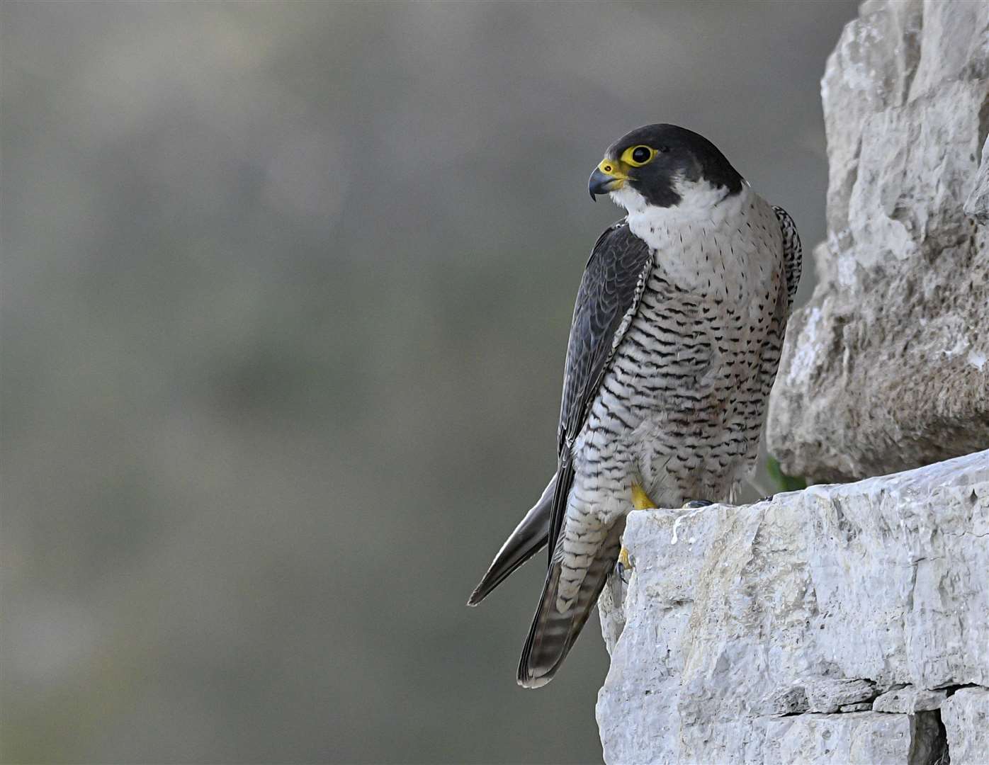Peregrines like to nest on cliff faces or rocky outcrops away from predators (Verity Hill/RSPB/PA)