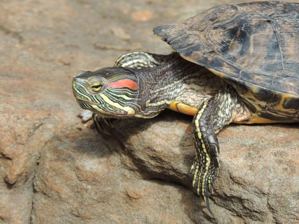 A non-native Red-eared slider turtle (Trachemys scripta elegans). One of the most widespread species of non-native reptiles worldwide. Adelaide, Australia. Photo courtesey of Dr Pablo Garcia-Diaz