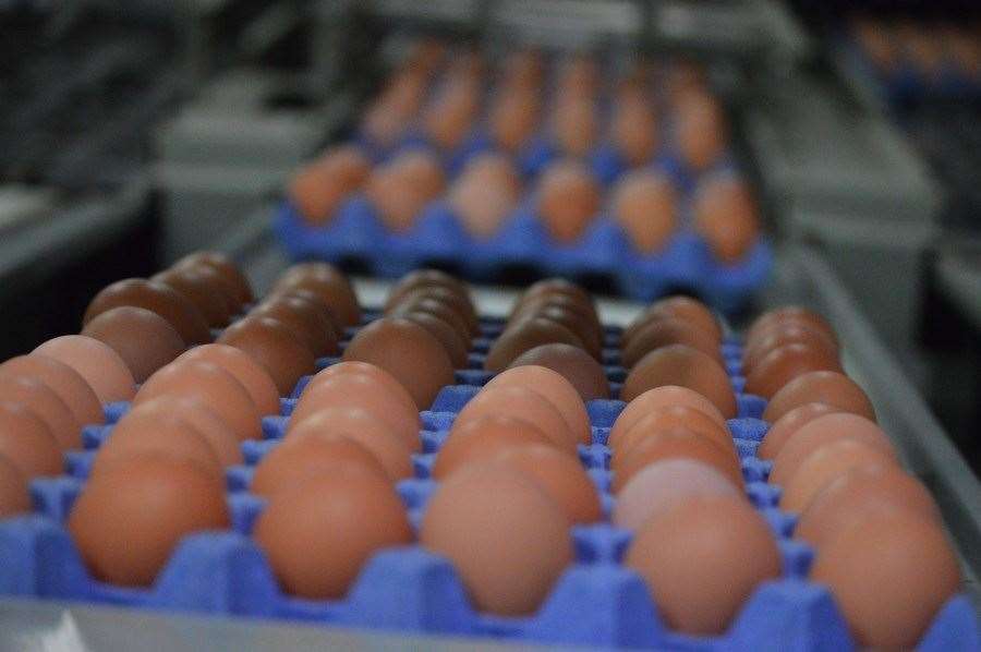 New trade agreements risks allowing eggs produced overseas to lower welfare standards into the country.