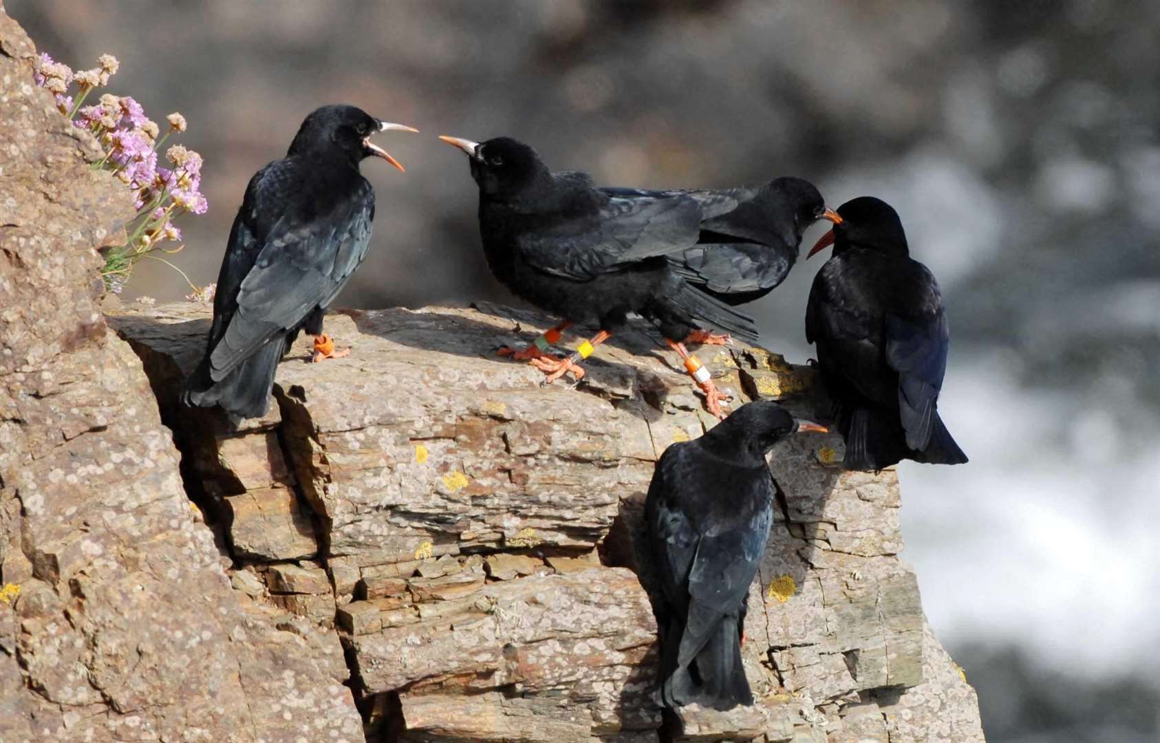 Other projects hope to re-introduce chough birds to the white cliffs of Dover (Barry Batchelor/PA)