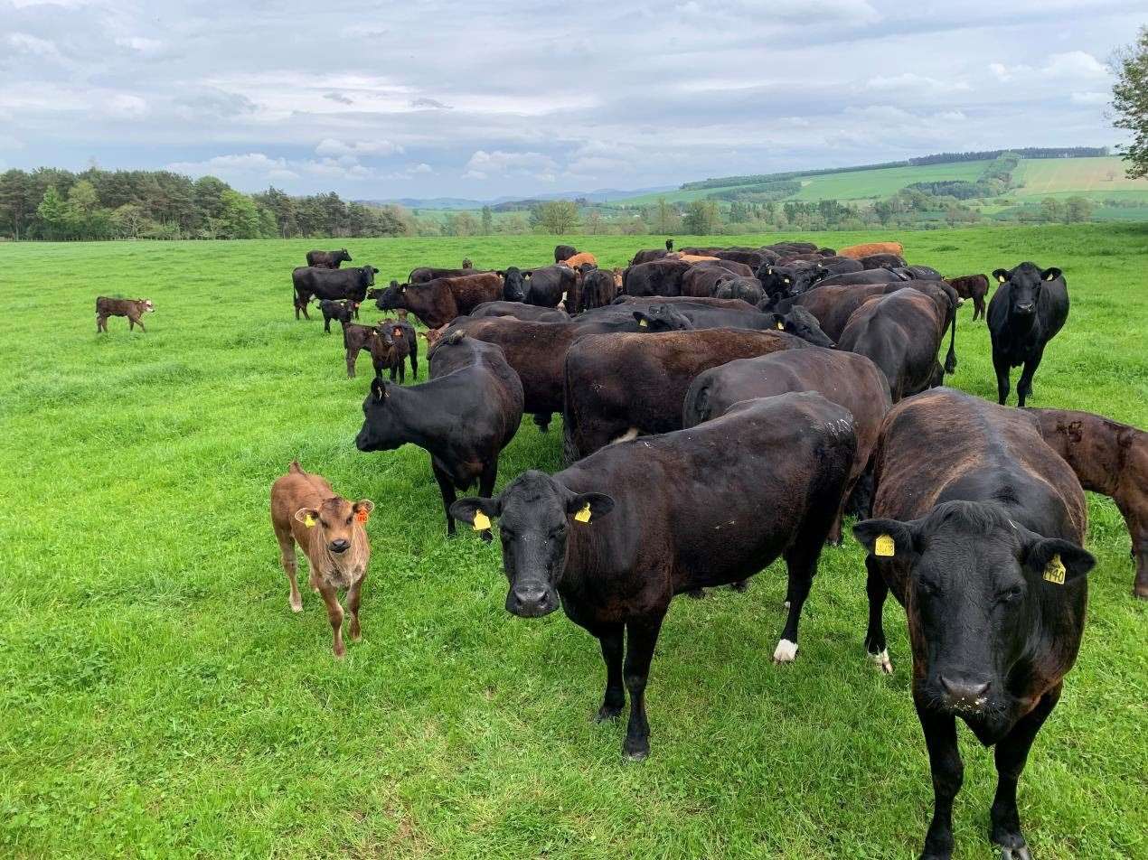 One of the first farmers in Scotland to trial the new technology was Robert Neill of Upper Nisbet Farm, who runs a herd of 300+ Limousin cross cows