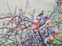 These waxwings stopped to feed during December in the garden of reader, Lynne Herbert.