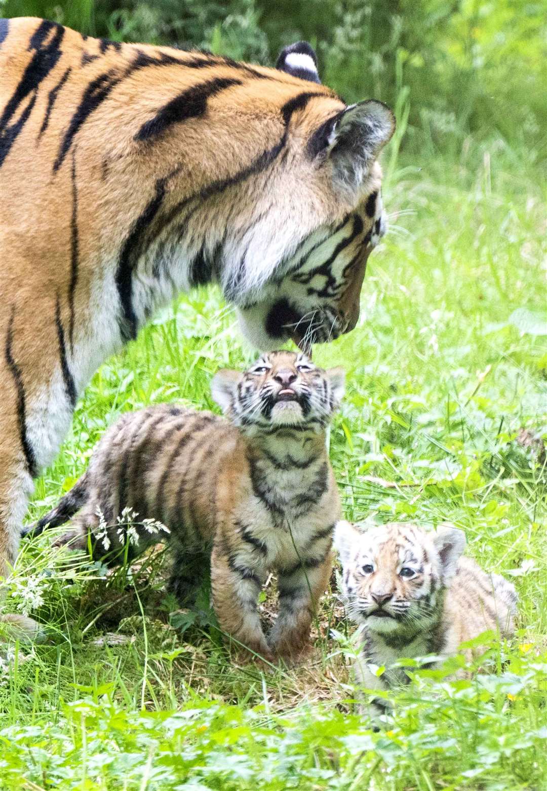 Two of the three Amur tiger cubs, with their mother (Jane Barlow/PA)