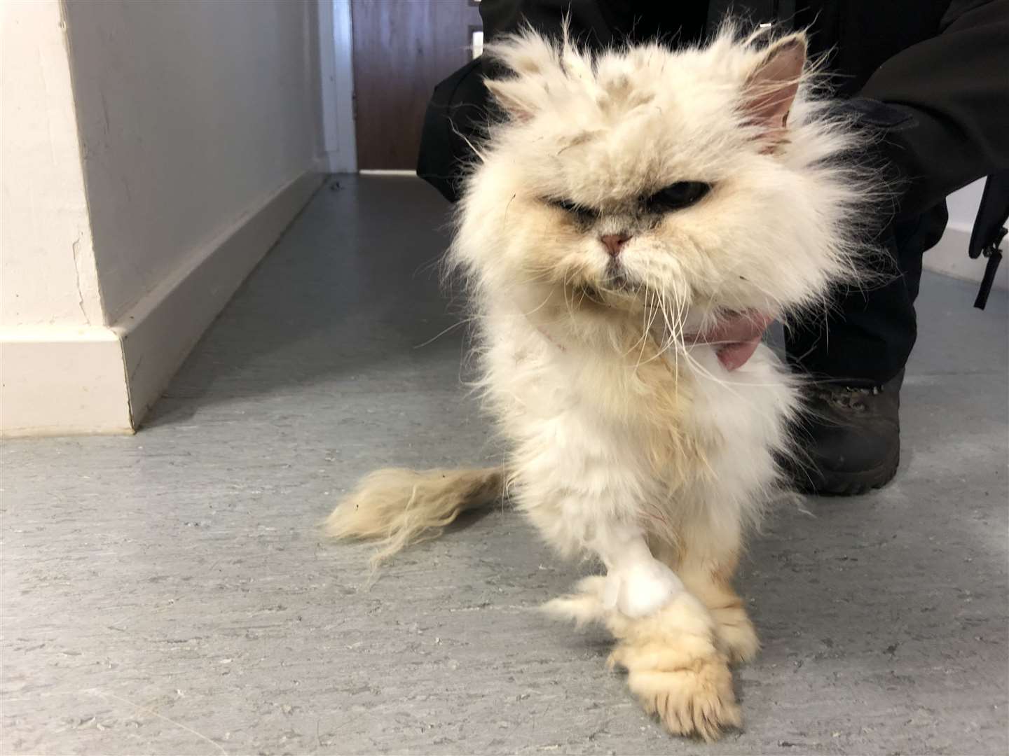 The Persian cat was in a bad way when she arrived at the animal welfare charity's centre.