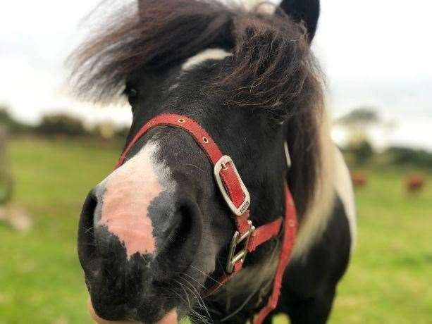 Indy is one of 20 horses currently being cared for by the SSPCA at Drumoak. Picture: SSPCA