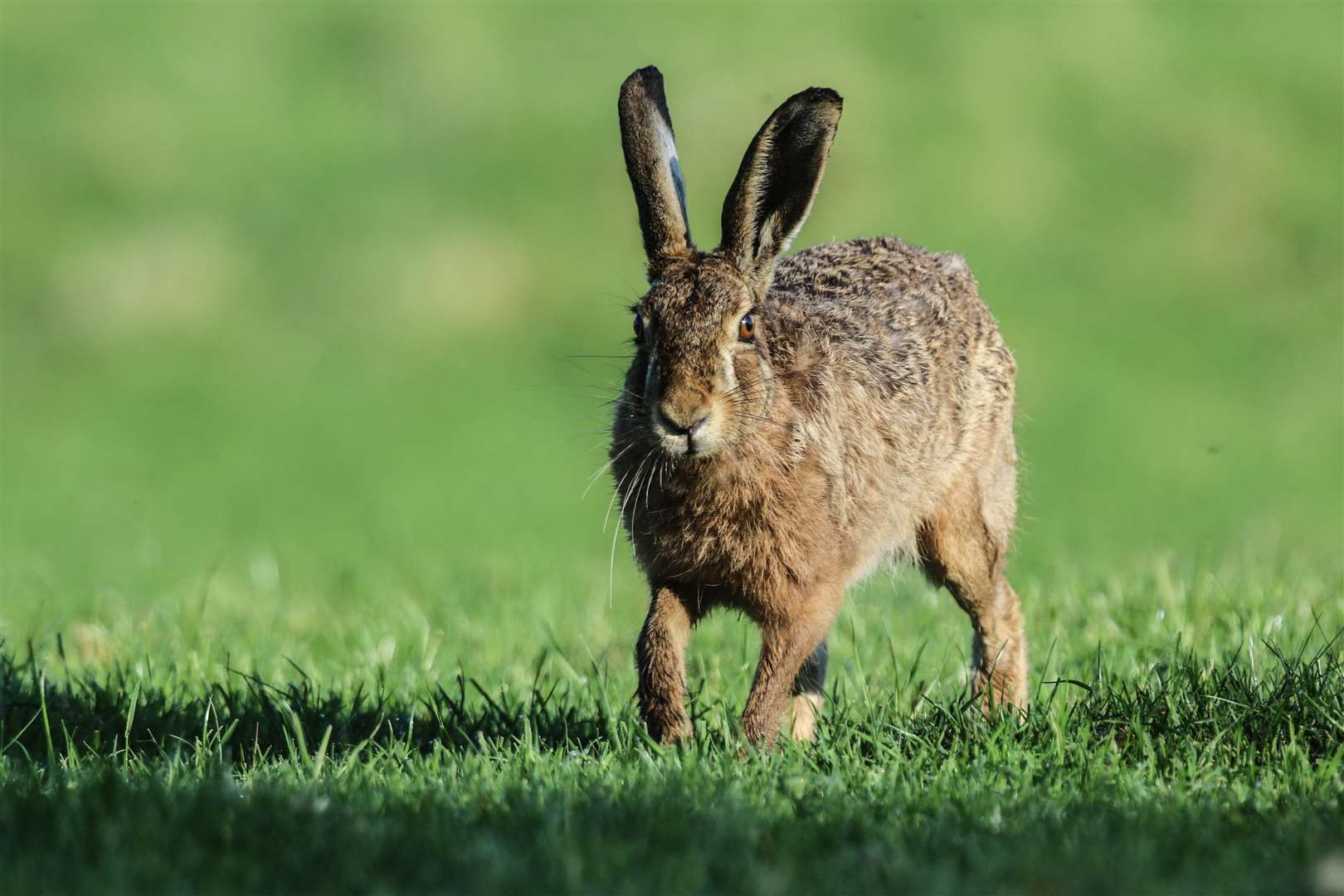 Incidents of hare coursing have been rising in the north-east