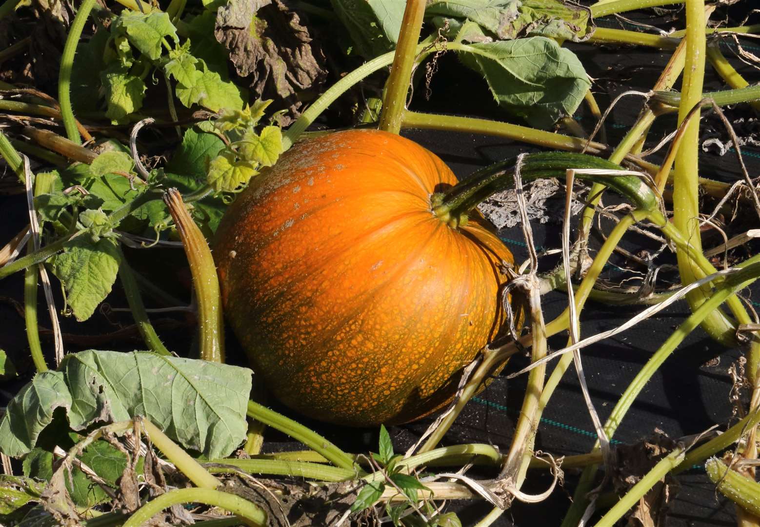 The Great Pumpkin Trail has expanded to take in several villages.