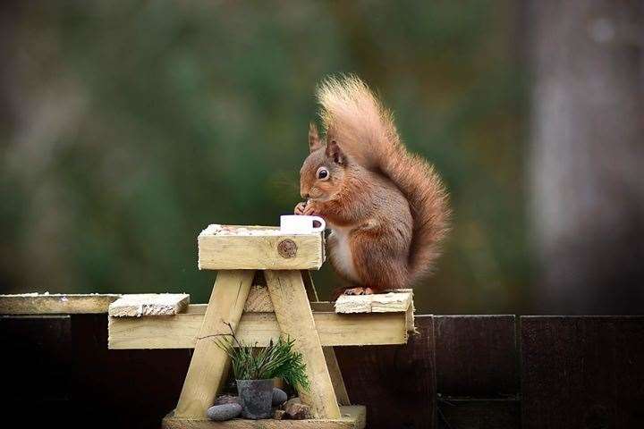 A squirrel at its dinner table. Picture: John Beats