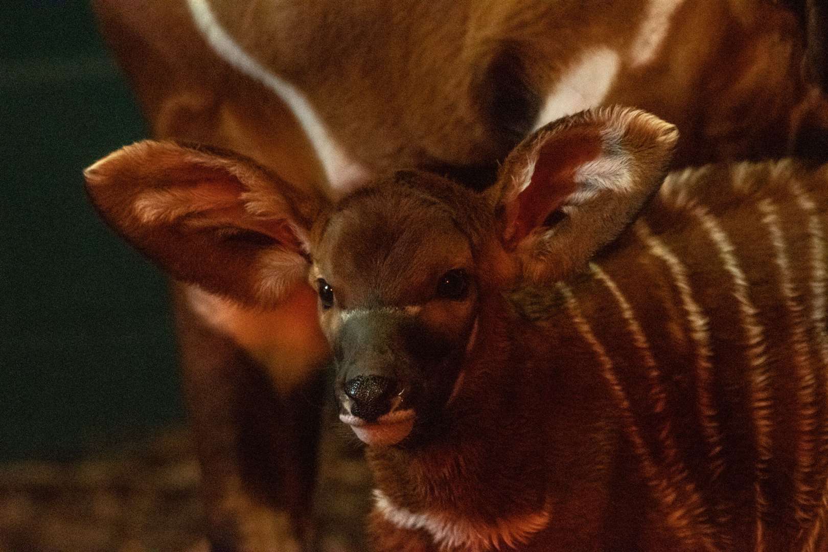 Both the calf and its mother are ‘doing really well’ (Marwell Wildlife)