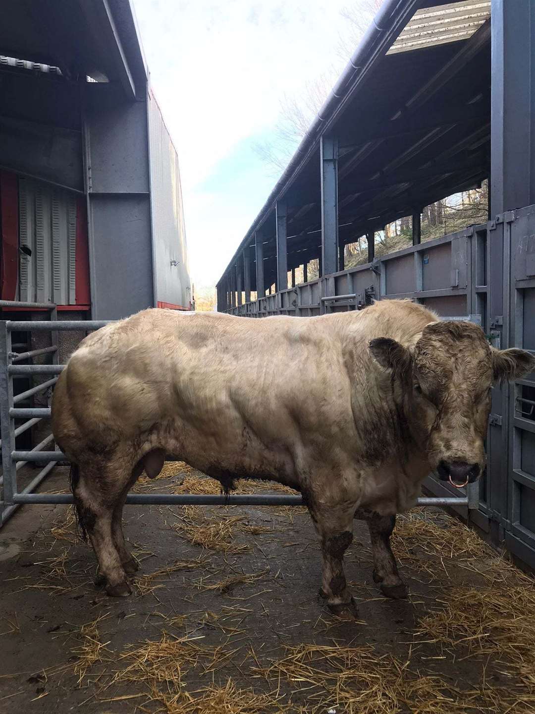 A centre record was smashed! in the Young Bull ring when a tremendous 965kg British Blue released 239ppk or £2,306.35 also from Tanqueray Pedigrees, Bridgeton, Muir of Fowlis.