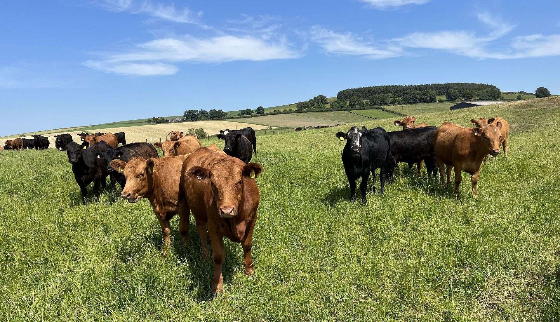 The bull beef enterprise is being scaled back, with more finished as steers off grass.