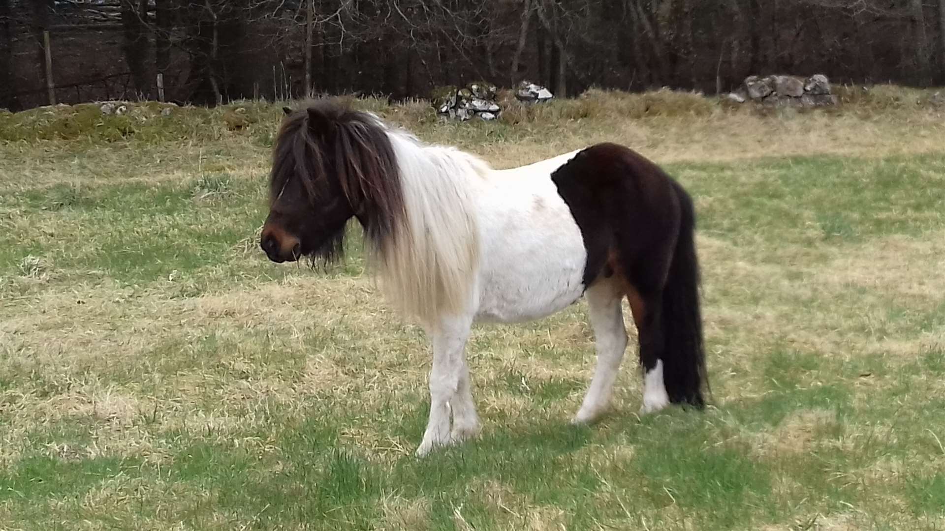 The stray pony. Picture courtesy of Scottish SPCA
