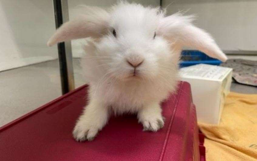Fluffy bunny Dave would love to find his forever home.
