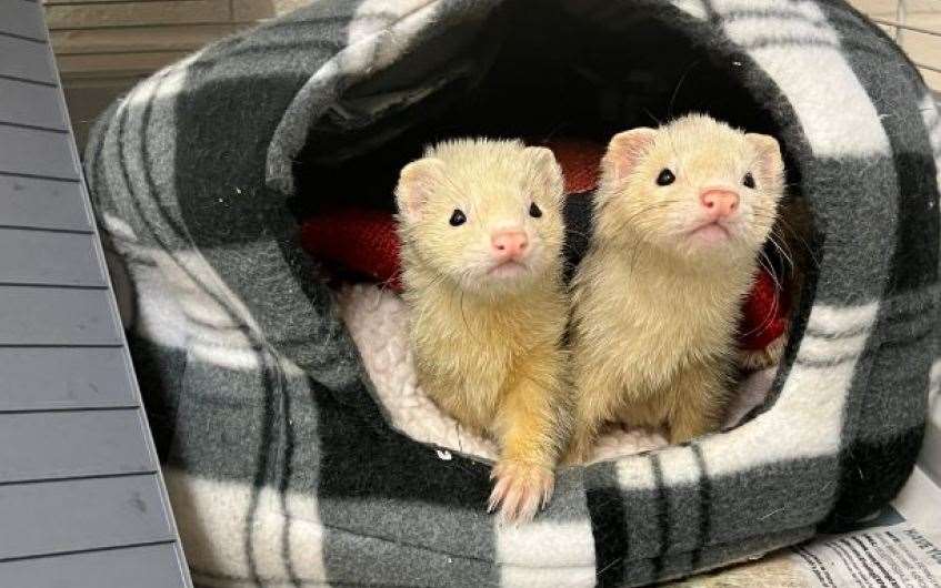 This pair of pals are on the lookout for their forever homes.