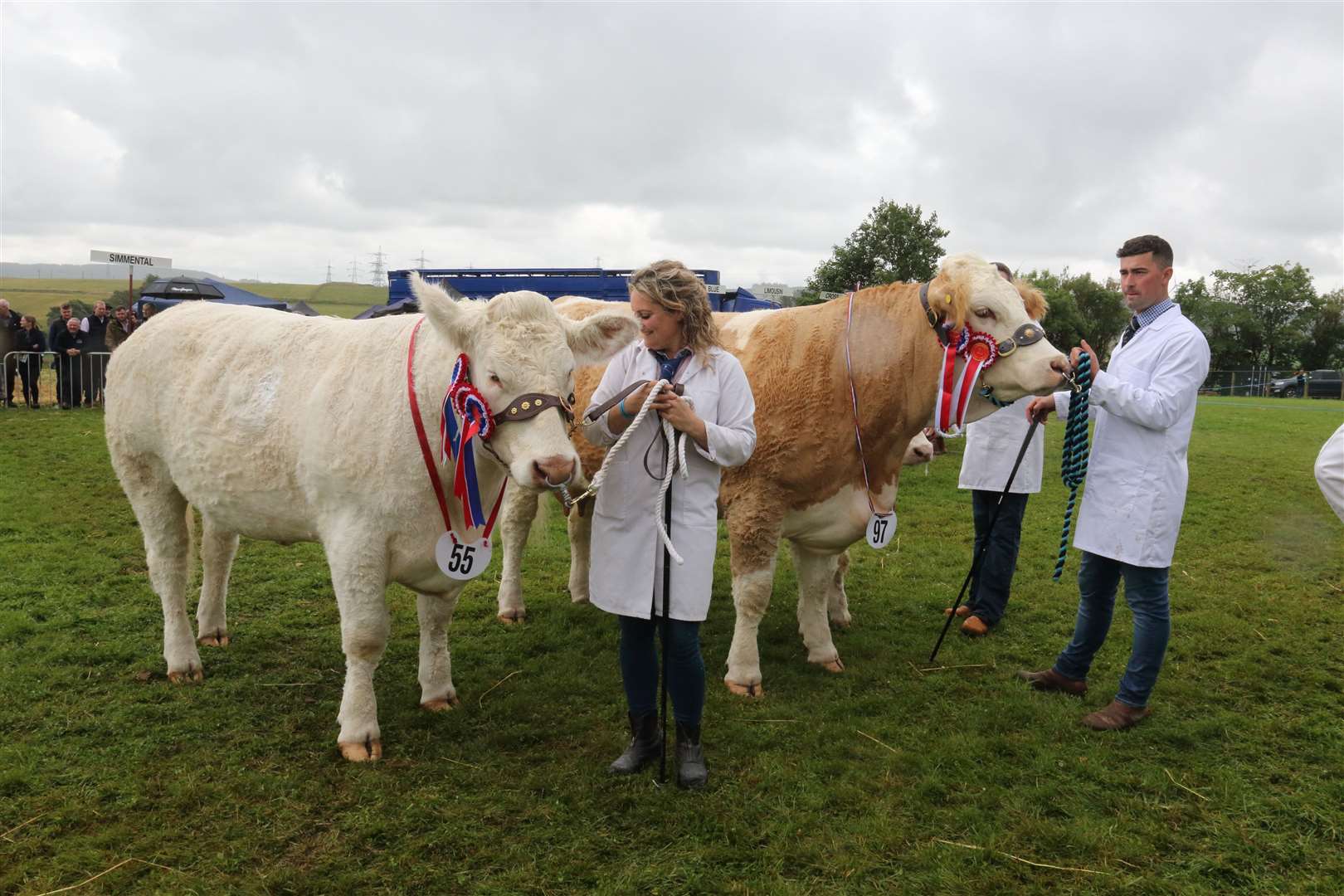 The interbreed champion (55) aand the reserve champion (97) Picture: David Porter