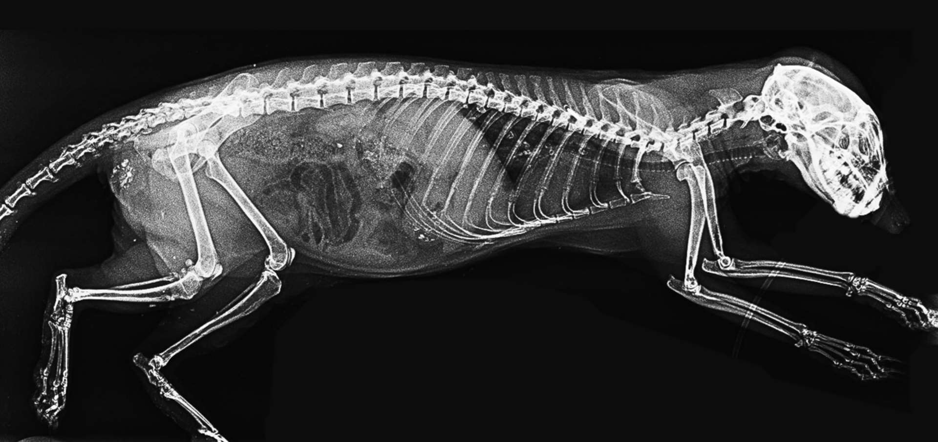 An X-ray of a meerkat (London Zoo/PA)