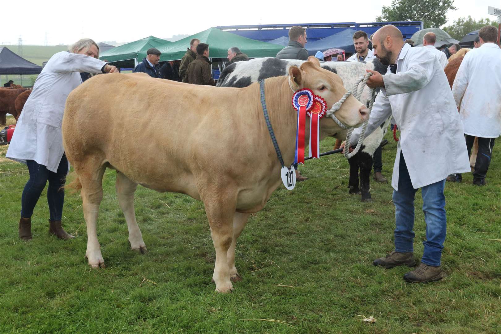 No127 - Cross Cattle Champion from Blair Dufton. Picture: David Porter