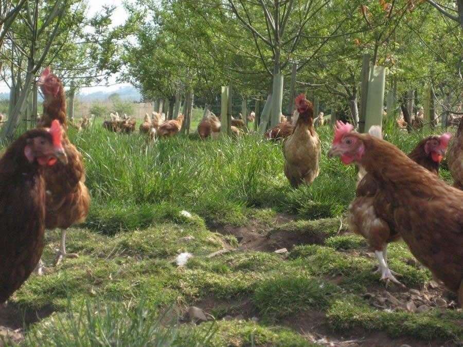 Free range chickens – returning to the great outdoors.