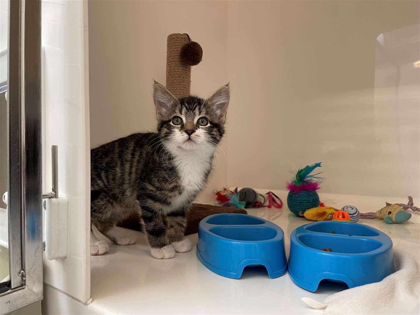 Your food donations will help Tasmin and the other kittens being cared for at the Scottish SPCA's Aberdeenshire centre. Picture: Scottish SPCA