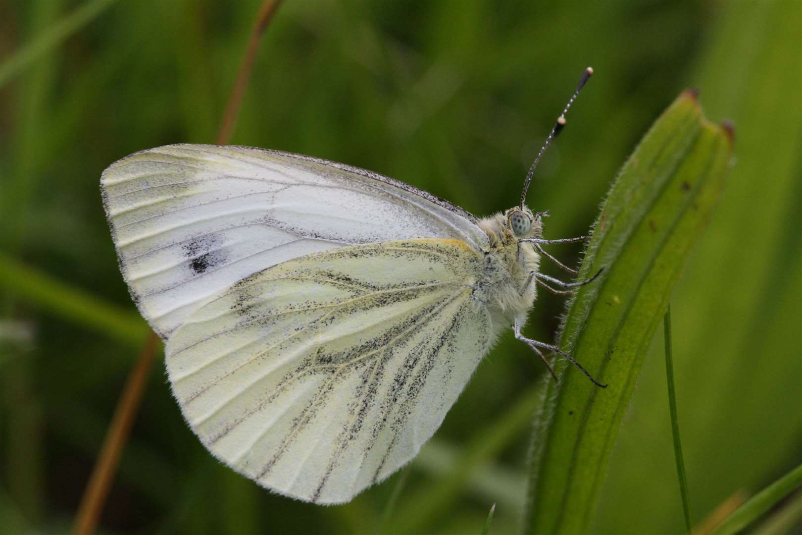 Green-veined white has seen the biggest drop in numbers since the Big Butterfly Count started 13 years ago (David Dennis/Butterfly Conservation/PA)