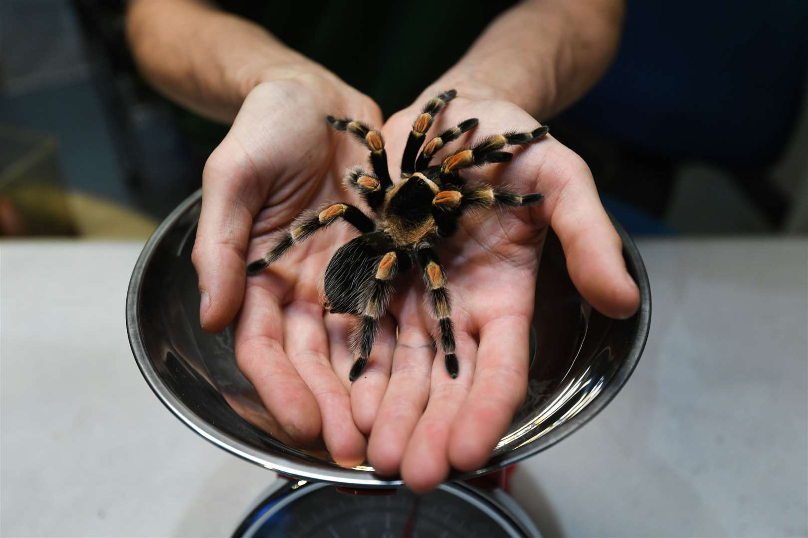 Katie the tarantula gets ready to be weighed (Kirsty O’Connor/PA)