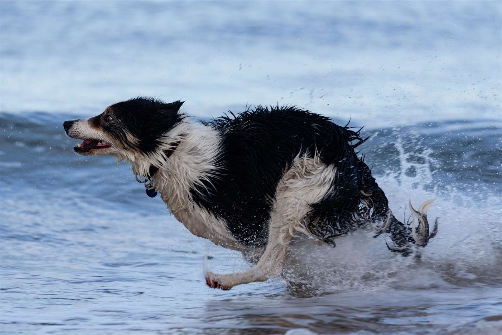 Forres man Thomas Salway's image of a dog at play on Findhorn Beach, which was highly commended in the Shipwrecked Mariners’ Society's 2020 photo contest.