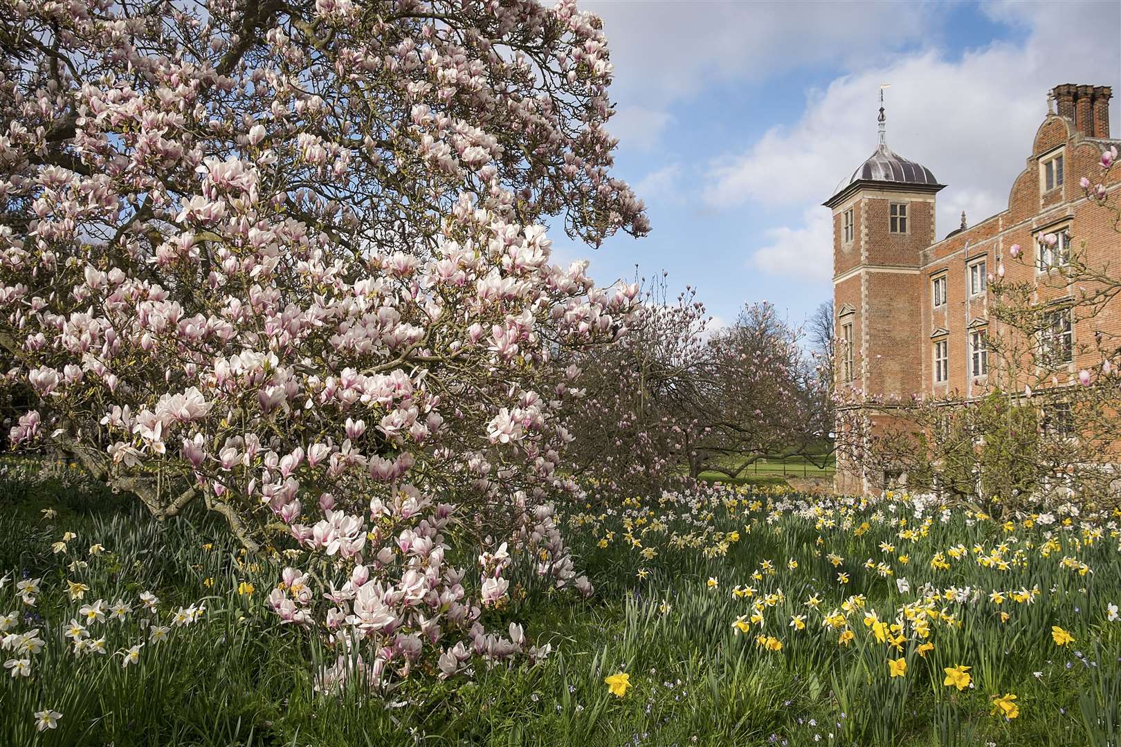 Daffodils and grape hyacinths growing under a cherry tree in the garden of Blickling Estate, Norfolk (Justin Minns/National Trust/PA)