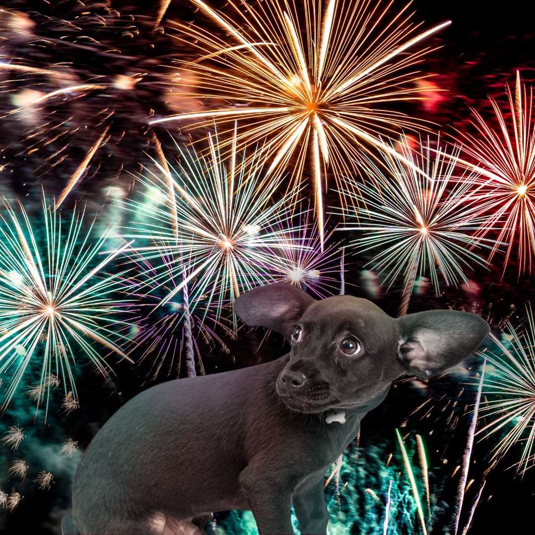 Some simple steps can make Hogmanay fireworks less stressful for your pet. Picture: PDSA