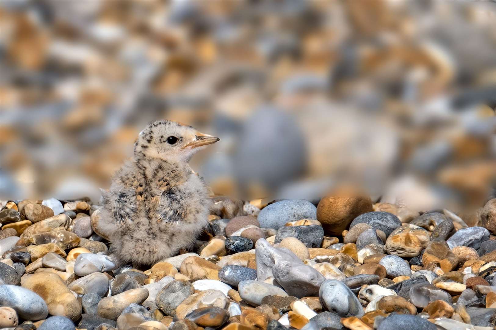 A little tern chick on the beach at Blakeney Point (National Trust/Hanne Siebers/PA)