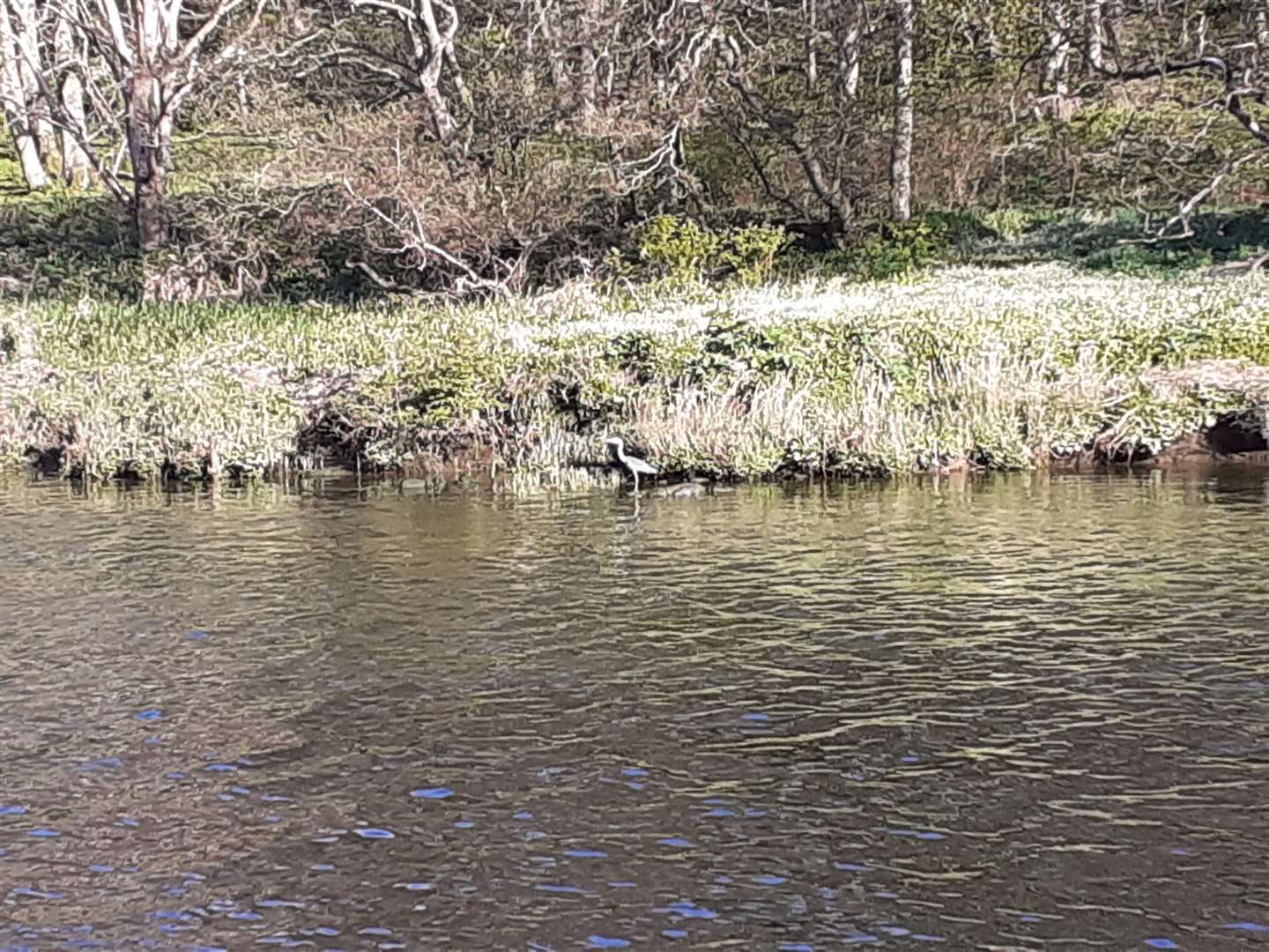 A heron fishes on the River Deveron.