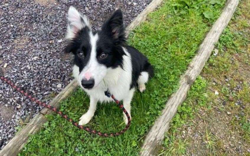 Collie puppy Winter would love to find her forever home.
