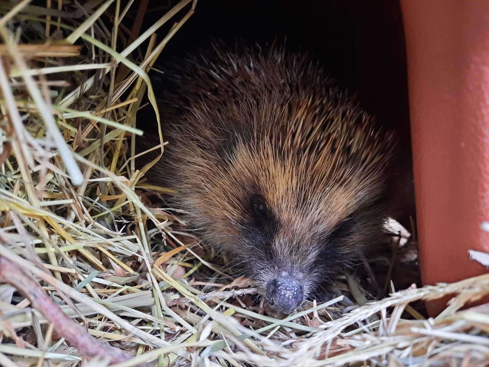 Hedgehog. Photo courtesy of the Scottish SPCA.