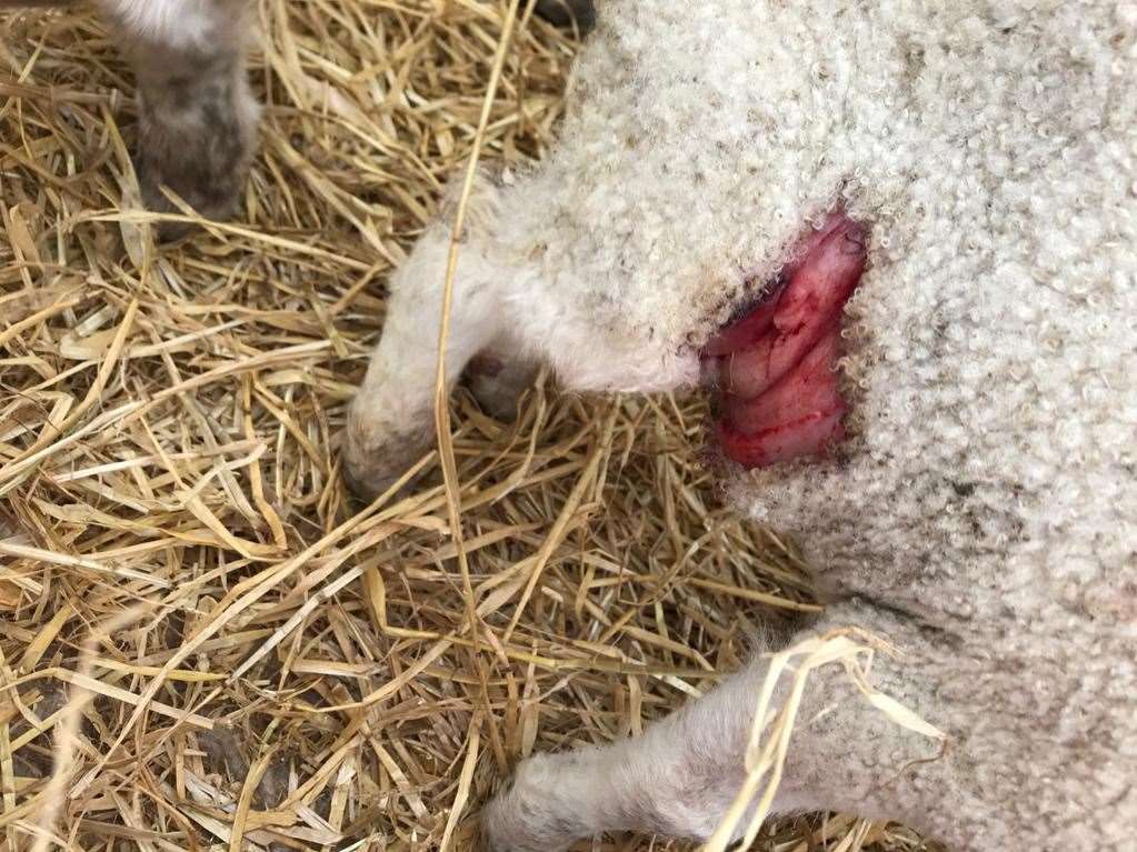 One of the lambs was attacked in its stomach.